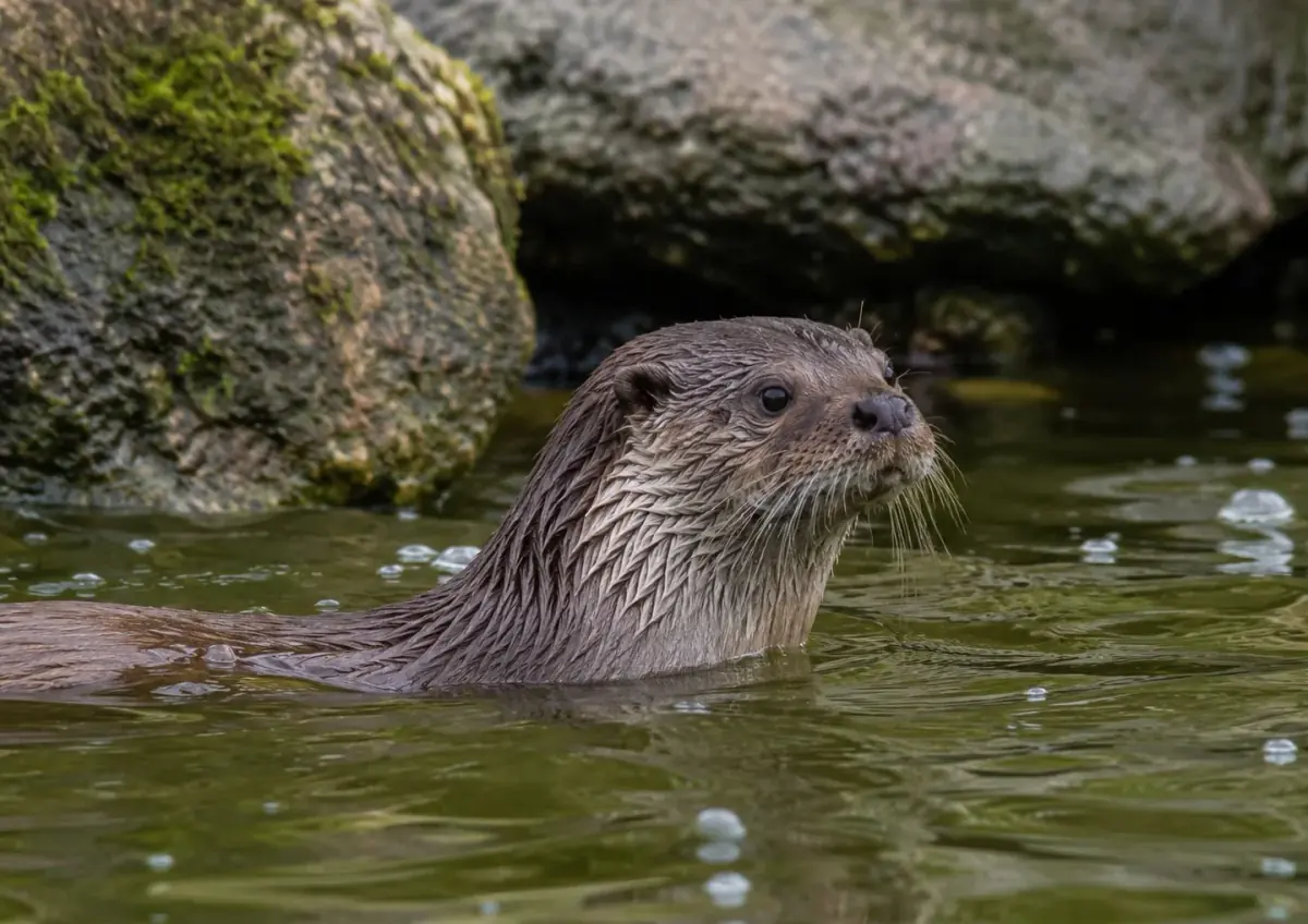 Journée de la loutre
