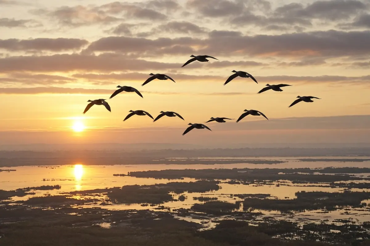 Vol d’oiseaux migrateurs en formation au-dessus d’une zone humide