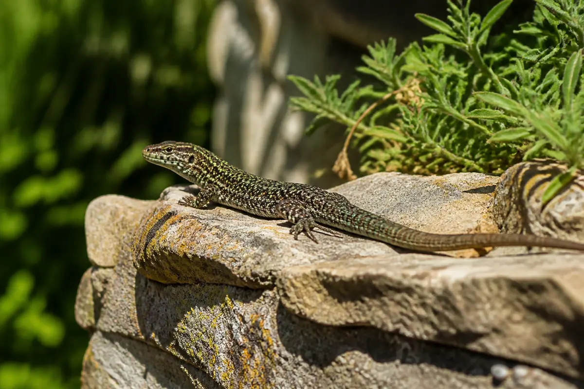 Lézard des murailles se chauffant au soleil sur un mur de pierres