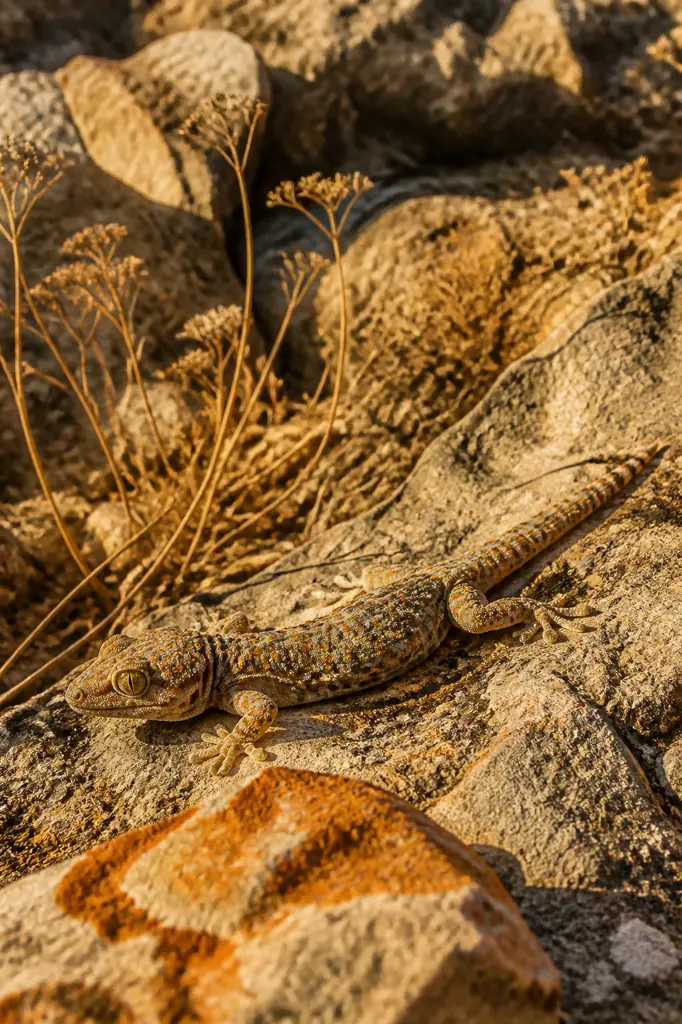 Gecko sur un sol rocheux dans un habitat méditerranéen