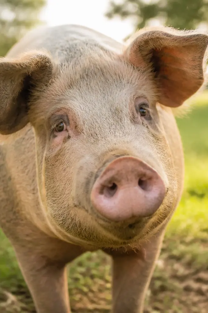 Cochon dans un sanctuaire en plein air, regard attentif et paisible